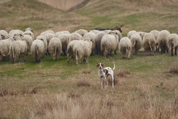 山の羊の群れを守る攻撃的なガード犬 — ストック写真