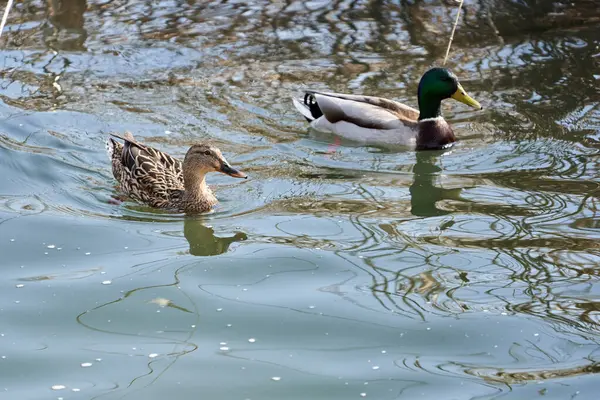 Pair Teal Wild Ducks Anas Crecca Male Female Lake — Stock Photo, Image