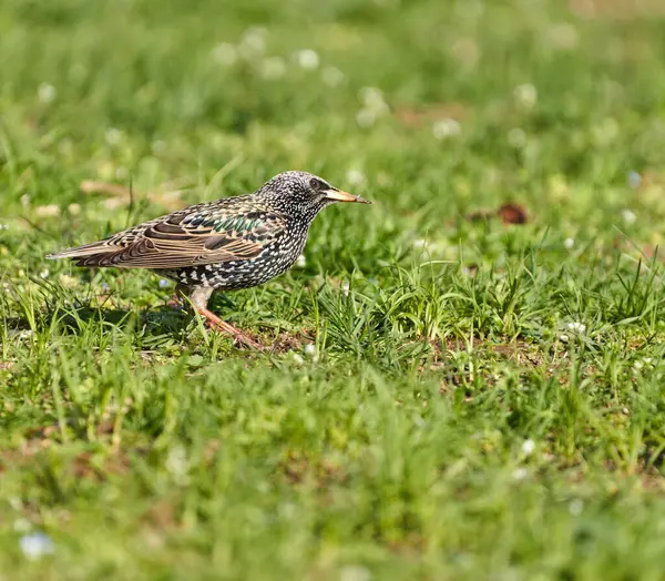 Starling Bird Sturnus Vulgaris Foerageren Het Gras Proberen Kleine Lentevliegen Stockfoto