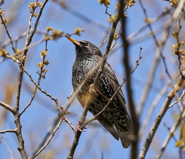 Starling Kuşu Sturnus Vulgaris Avrupa Nın Ilk Bahar Kuşlarından Biri Stok Resim