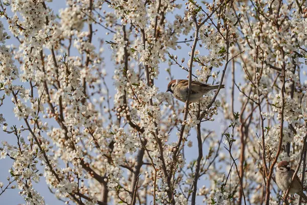 森林麻雀栖息在盛开的野樱桃树上 免版税图库图片