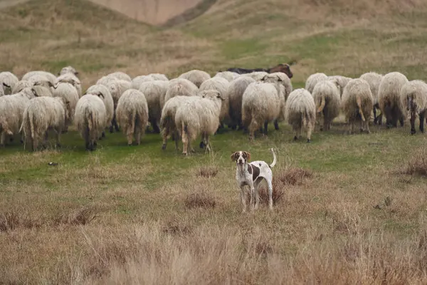 Agressieve Waakhond Beschermt Kudde Schapen Berg Stockfoto