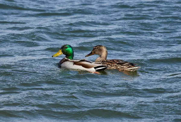 Pair Teal Wild Ducks Anas Crecca Male Female Lake Royalty Free Stock Photos