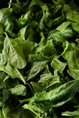 Bahçeden yeni toplanmış ıspanak yığını.