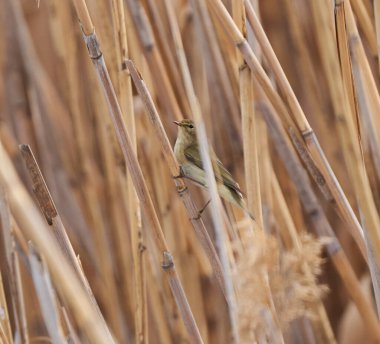 Nehir kenarındaki sazlıklara tünemiş sık görülen chiffchaff kuşu (Phylloscopus collybita)