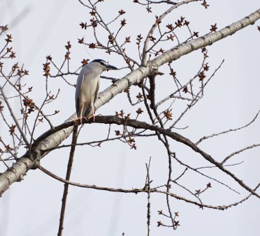 Gece balıkçıl tomurcukları olan bir ağaca tünemiş, gökyüzüne karşı, ilkbaharın başlarında.