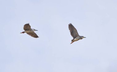 Night heron in flight against the sky in the early spring clipart