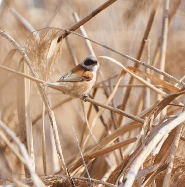 Eurasian penduline tit, Remiz pendulinus, perched on reeds in a marsh