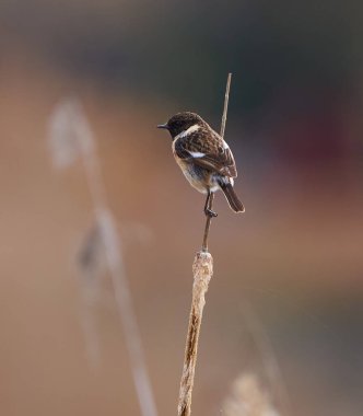 Afrika şapkası, Saxicola torquatus, bataklıkta bir bulrush üzerine tünedi
