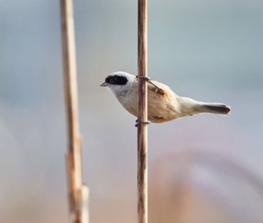 Eurasian penduline tit, Remiz pendulinus, perched on reeds in a marsh