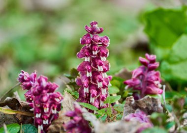 Toothwort İlkbaharda ormanda yere dökülen çiçekler
