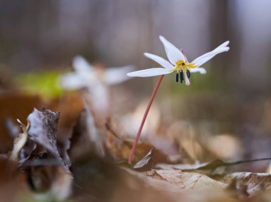 Köpek dişi çiçeği, karanlık yerlerde orman zemininde çiçek açıyor.