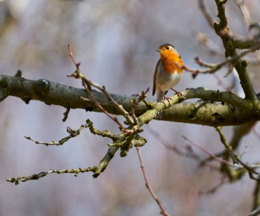 Avrupa bülbülü, Erithacus rubecula, bir ağacın dalına tünemiş.