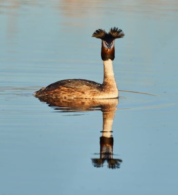 Great crested grebe, Podiceps cristatus, swimming on a calm lake in the evening clipart