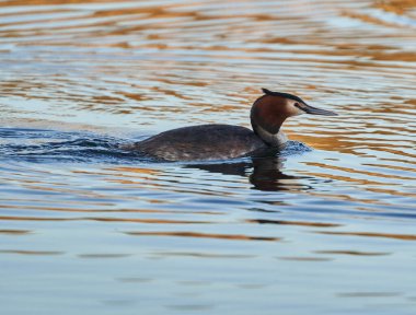 Büyük ibikli yunus balığı, Podiceps kristali, akşam sakin bir gölde yüzmek.