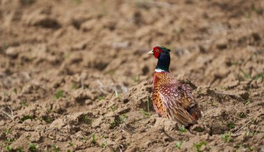 Male pheasant, Phasianus colchicus, in a field in a sunny day clipart