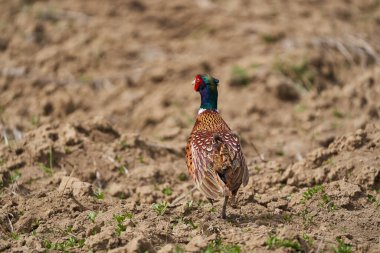 Erkek sülün, Phasianus colchicus, güneşli bir günde bir tarlada