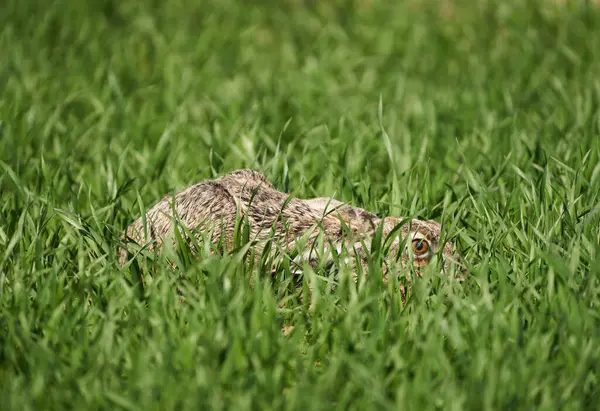 Adult Hare Hiding Wheat Field Crouched Ground Ready Run — Stock Photo, Image
