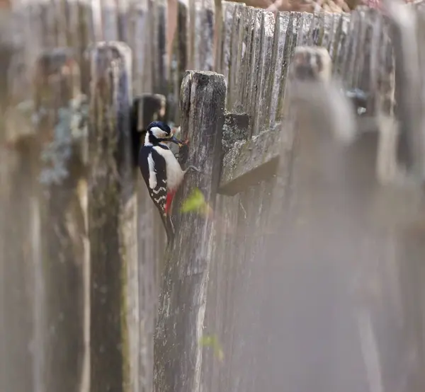 Burung Pelatuk Berbintik Tengah Menemukan Makanan Pagar Kayu Tua — Stok Foto