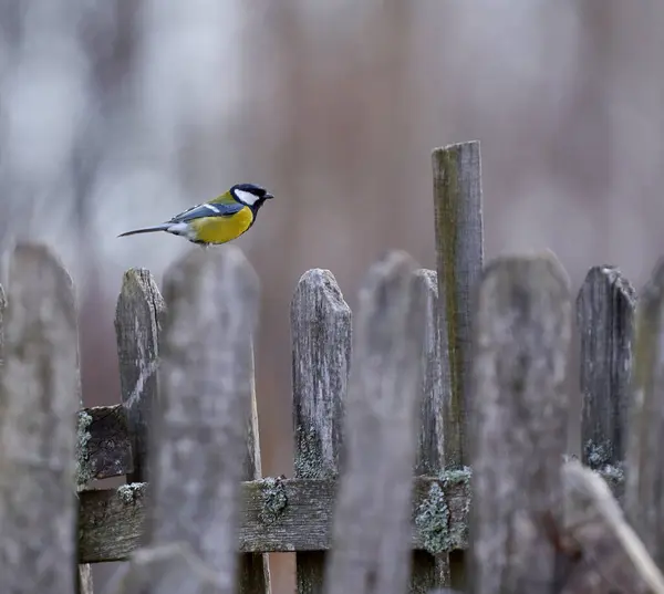 Great Tit Parus Major Perched Wooden Fence Forest Copyspace 스톡 사진