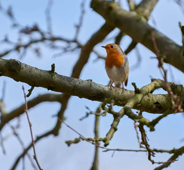 European Robin Erithacus Rubecula Perched Branch Tree Stock Image