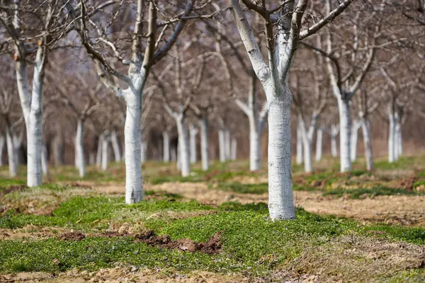 Plommonträd Fruktträdgård Början Våren Målad Bark Vitt Och Skyddat Stockfoto