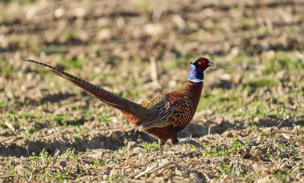 Male Pheasant Phasianus Colchicus Field Sunny Day Royalty Free Stock Photos