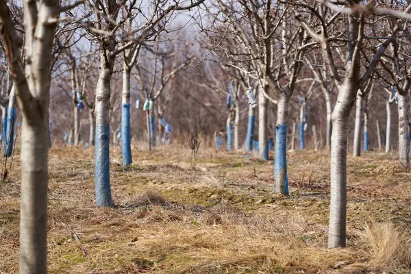 Pruimenboomgaard Het Vroege Voorjaar Geschilderde Schors Wit Beschermd Stockafbeelding