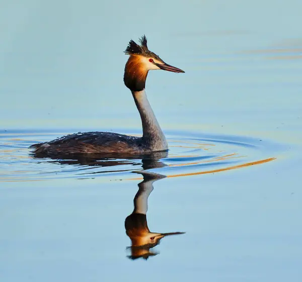 Great Crested Grebe Podiceps Cristatus Swimming Calm Lake Evening Royalty Free Stock Images