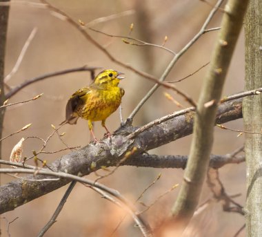 Yellowhammer bird, Emberiza citrinella, perched on a tree in forest clipart