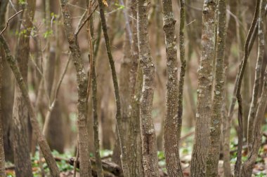 Genç hornbeam yoğun orman telefoto objektifi ve seçici odaklanma ile çekilir