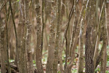 Genç hornbeam yoğun orman telefoto objektifi ve seçici odaklanma ile çekilir