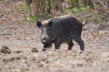 Genç, güçlü yaban domuzu, büyük bir tür, ormanda yiyecek bulmak için çamura batmış. 
