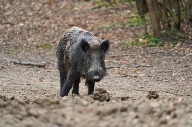 Genç, güçlü yaban domuzu, büyük bir tür, ormanda yiyecek bulmak için çamura batmış. 