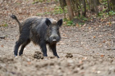 Genç, güçlü yaban domuzu, büyük bir tür, ormanda yiyecek bulmak için çamura batmış. 