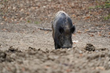 Genç, güçlü yaban domuzu, büyük bir tür, ormanda yiyecek bulmak için çamura batmış. 
