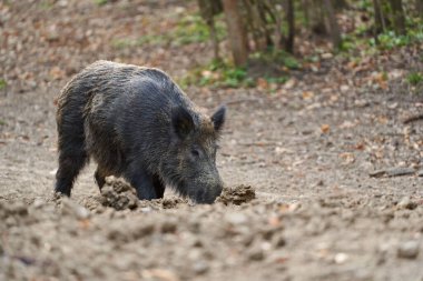 Genç, güçlü yaban domuzu, büyük bir tür, ormanda yiyecek bulmak için çamura batmış. 