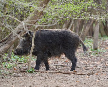 Genç, güçlü yaban domuzu, büyük bir tür, ormanda yiyecek bulmak için çamura batmış. 