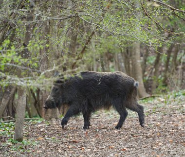 Genç, güçlü yaban domuzu, büyük bir tür, ormanda yiyecek bulmak için çamura batmış. 