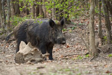 Genç, güçlü yaban domuzu, büyük bir tür, ormanda yiyecek bulmak için çamura batmış. 