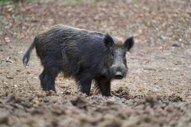 Genç, güçlü yaban domuzu, büyük bir tür, ormanda yiyecek bulmak için çamura batmış. 