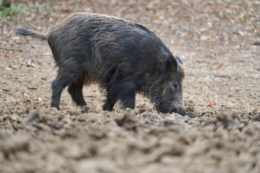 Genç, güçlü yaban domuzu, büyük bir tür, ormanda yiyecek bulmak için çamura batmış. 