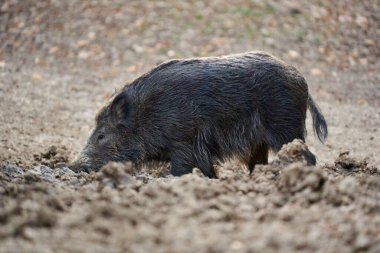 Genç, güçlü yaban domuzu, büyük bir tür, ormanda yiyecek bulmak için çamura batmış. 
