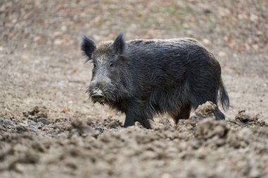 Genç, güçlü yaban domuzu, büyük bir tür, ormanda yiyecek bulmak için çamura batmış. 