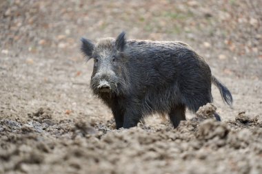 Genç, güçlü yaban domuzu, büyük bir tür, ormanda yiyecek bulmak için çamura batmış. 