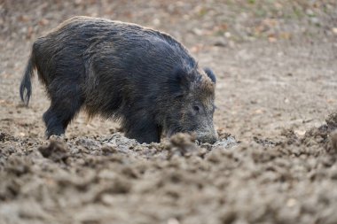 Genç, güçlü yaban domuzu, büyük bir tür, ormanda yiyecek bulmak için çamura batmış. 