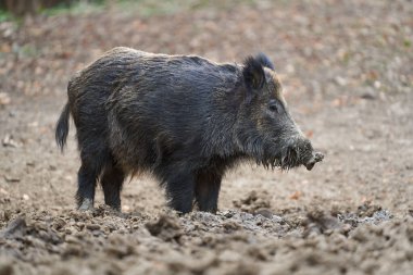 Genç, güçlü yaban domuzu, büyük bir tür, ormanda yiyecek bulmak için çamura batmış. 