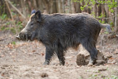 Genç, güçlü yaban domuzu, büyük bir tür, ormanda yiyecek bulmak için çamura batmış. 