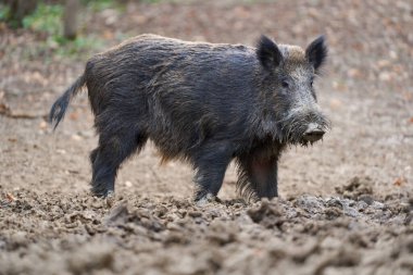 Genç, güçlü yaban domuzu, büyük bir tür, ormanda yiyecek bulmak için çamura batmış. 