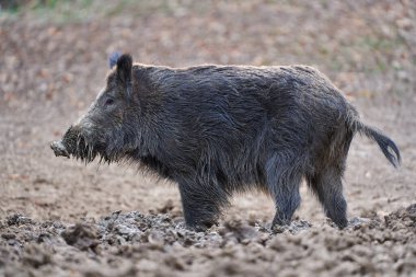 Genç, güçlü yaban domuzu, büyük bir tür, ormanda yiyecek bulmak için çamura batmış. 